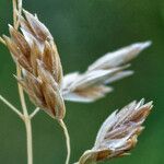 Poa pratensis Bleunienn