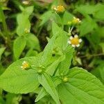 Galinsoga parviflora Blad