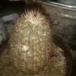 Echinocereus viridiflorus പുറംതൊലി