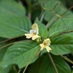 Impatiens parviflora花