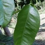 Garcinia intermedia Leaf