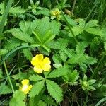 Potentilla reptans Leaf