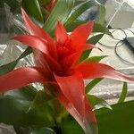 Guzmania lingulata Flower