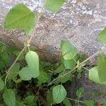 Salvia microphylla Leht