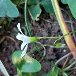 Oxalis incarnata Flor