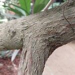 Ficus cyathistipula Bark