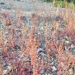 Rumex acetosella 花