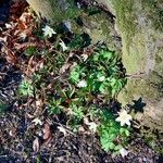 Anemone nemorosa Hábitos