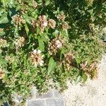 Abelia chinensis 花