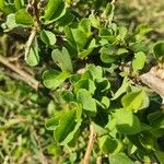 Flueggea virosa Leaf