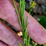 Barbarea stricta Fruit