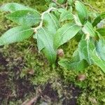 Vaccinium myrtilloides Leaf