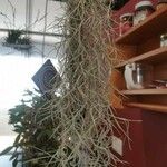 Tillandsia usneoidesBlad