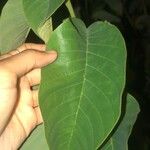 Annona cherimola Leaf