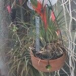 Tillandsia punctulata 花