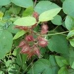 Rubus phoenicolasius Frucht