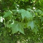 Liquidambar orientalisЛіст