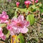Rhododendron callimorphum Õis