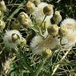 Erigeron bonariensis Frutto