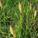 Equisetum telmateia Цветок