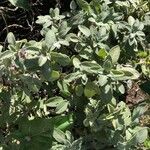 Salvia fruticosa Blad