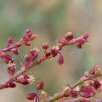Rumex acetosella Květ