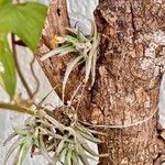 Tillandsia recurvataΦύλλο