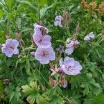 Geranium viscosissimum Blomst