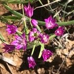 Allium drummondii Квітка