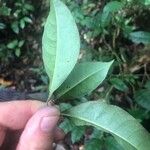 Margaritopsis kappleri 葉