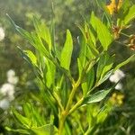 Lysimachia terrestris Leaf