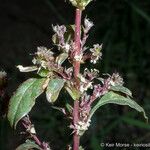 Amaranthus torreyi Květ