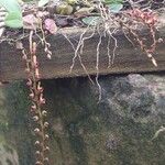 Bulbophyllum falcatum Облик