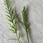 Catapodium rigidum Hoja