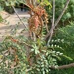 Marcetella moquiniana Likasa