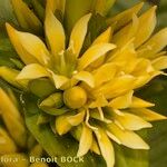 Gentiana × marcailhouana Flower
