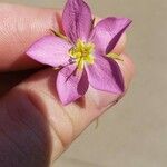 Sabatia campestris Flower