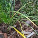 Carex austroalpina Leaf