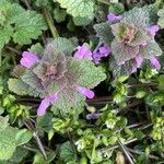 Lamium purpureum Vivejo