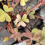 Oxalis corniculata ഇല