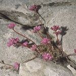Allium dichlamydeum Blüte