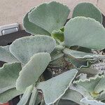 Kalanchoe rhombopilosa Blatt