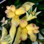 Anigozanthos spp. Цветок