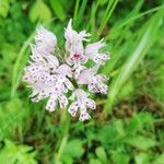 Neotinea tridentata Flower