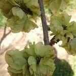 Ulmus minor Fruit