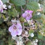 Rubus ulmifolius പുഷ്പം