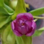 Tulipa aximensis Λουλούδι