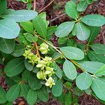 Exochorda × macrantha Fruit