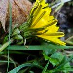 Taraxacum palustre Kukka