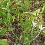 Geropogon hybridus Yaprak